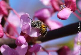 Attēlu rezultāti vaicājumam “Andrena”