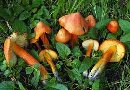 Attēlu rezultāti vaicājumam “Hygrocybe pseudoconica”