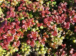 Attēlu rezultāti vaicājumam “Vaccinium vitis-idaea”