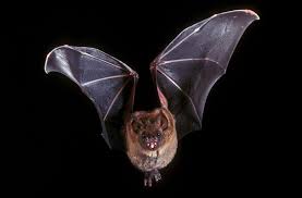 Attēlu rezultāti vaicājumam “Chiroptera”
