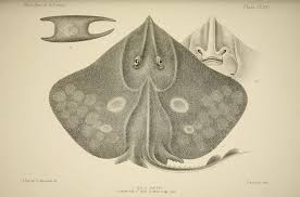 Image result for Dipturus intermedius