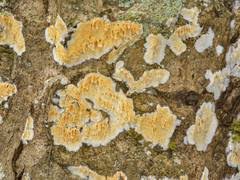 Attēlu rezultāti vaicājumam “Asterodon ferruginosus”