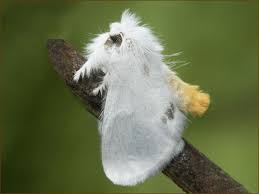 Attēlu rezultāti vaicājumam “Euproctis similis”