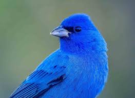 Image result for Passerina cyanea