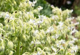 Image result for Borago officinalis