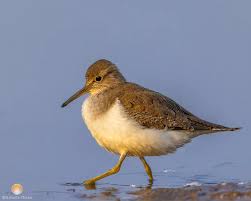 Attēlu rezultāti vaicājumam “Actitis hypoleucos”