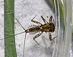 Attēlu rezultāti vaicājumam “Heptagenia sulphurea female”