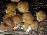 Attēlu rezultāti vaicājumam “Hypocrea rufa”