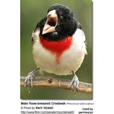 Image result for Pheucticus ludovicianus