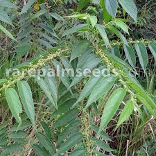 Attēlu rezultāti vaicājumam “Tritomaria exsecta”