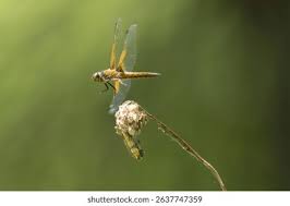 Attēlu rezultāti vaicājumam “Libellula fulva”