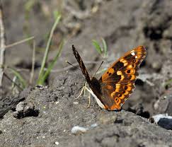 Attēlu rezultāti vaicājumam “Apatura ilia”