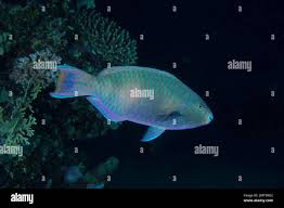 Image result for Scarus fuscopurpureus