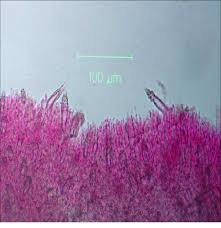 Attēlu rezultāti vaicājumam “Phlebiopsis gigantea”