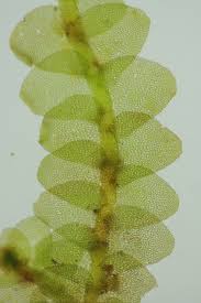 Attēlu rezultāti vaicājumam “Calypogeia integristipula”