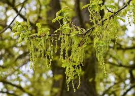 Attēlu rezultāti vaicājumam “Quercus robur female flower”
