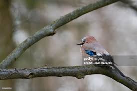 Attēlu rezultāti vaicājumam “Garrulus glandarius”