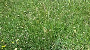 Attēlu rezultāti vaicājumam “Trisetum flavescens flower”