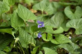 Attēlu rezultāti vaicājumam “Viola sororia”