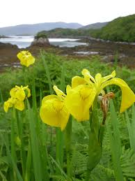 Attēlu rezultāti vaicājumam “Iris pseudacorus”