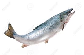 Image result for Salmo salar