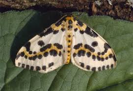 Attēlu rezultāti vaicājumam “Abraxas grossulariata imago”