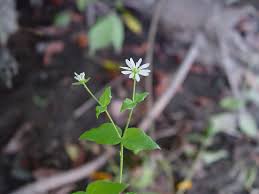 Attēlu rezultāti vaicājumam “Myosoton aquaticum”
