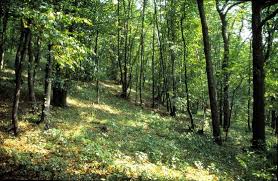 Attēlu rezultāti vaicājumam “Populus x lettland”