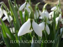 Attēlu rezultāti vaicājumam “Galanthus nivalis flower”