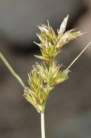 Attēlu rezultāti vaicājumam “Carex arenaria”