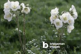 Image result for Polemonium coeruleum album