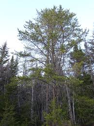 Attēlu rezultāti vaicājumam “Pinus banksiana”