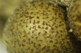 Attēlu rezultāti vaicājumam “Lycogala cf. fossiculatum macro”