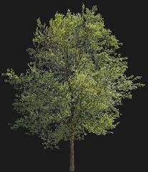 Attēlu rezultāti vaicājumam “Ulmus minor”