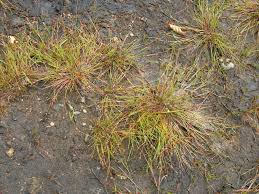 Attēlu rezultāti vaicājumam “Juncus bulbosus”
