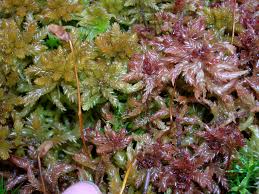 Attēlu rezultāti vaicājumam “Sphagnum magellanicum”