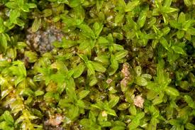 Attēlu rezultāti vaicājumam “Callicladium haldanianum sporophyte”