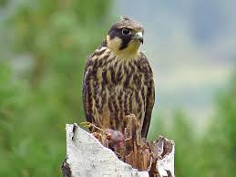 Attēlu rezultāti vaicājumam “Falco subbuteo”
