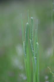 Attēlu rezultāti vaicājumam “Phleum pratense”
