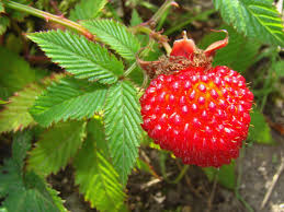 Attēlu rezultāti vaicājumam “Rubus illecebrosus”