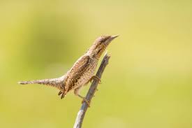 Attēlu rezultāti vaicājumam “Jynx torquilla”