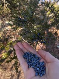 Attēlu rezultāti vaicājumam “Pastinaca sativa subsp. sylvestris fruit”