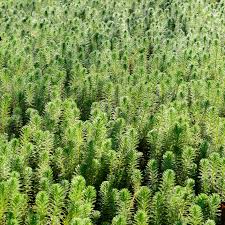 Attēlu rezultāti vaicājumam “Verrucaria hydrela”