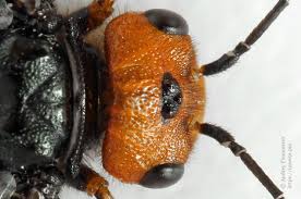 Attēlu rezultāti vaicājumam “Acantholyda erythrocephala”