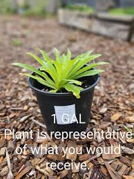 Image result for Digitalis lanata