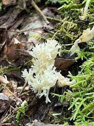 Attēlu rezultāti vaicājumam “Clavulina coralloides”