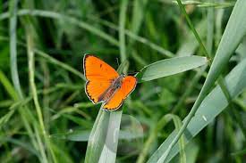 Attēlu rezultāti vaicājumam “Lycaena dispar male”