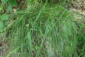 Attēlu rezultāti vaicājumam “Festuca altissima”