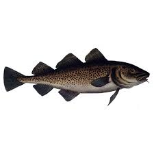 Image result for Gadus macrocephalus