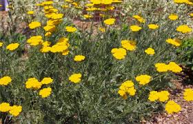 Image result for Achillea filipendulina